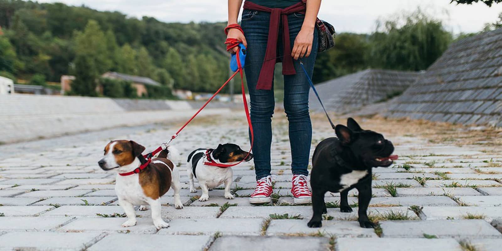 service de dog sitter